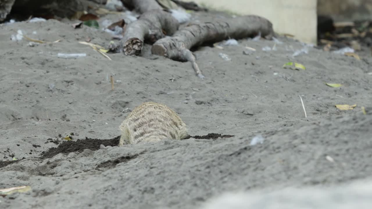 Meerkat Digging in Sand Looking for Food in Natural Habitat