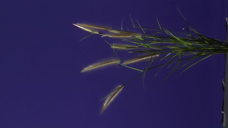 ground plant with blue screen background