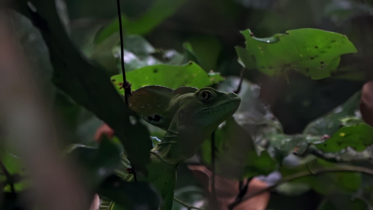 Perfectly camouflaged among the vibrant leaves of the Cahuita rainforest, a green basilisk lizard rests motionless, its vivid scales blending seamlessly with the jungle backdrop