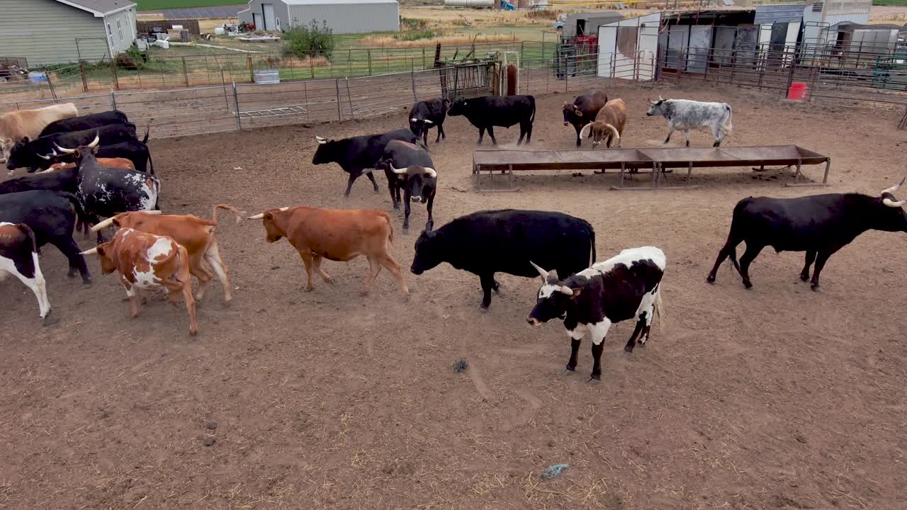 달리고, 밀고, 노는 이 황소들은 매우 활동적입니다.