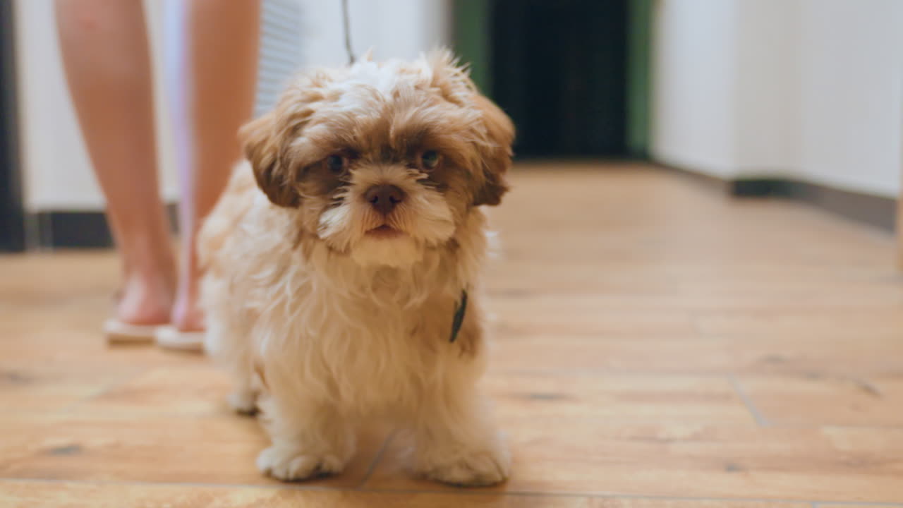 Dog Explore Indoors, Small Dog Exploring Around Owner Indoors, Puppy Cautiously Sniffing And Walking Inside Home, Young Dog On Leash Closely Guided By Owner During Indoor Training Session