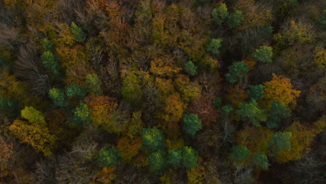 flying over deciduous forest trees during fall season in witomino, gdynia poland, aerial drone shot