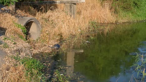 Reflexionen-Durch-Stehendes-Wasser-Zwischen-Gräsern-An-Sonnigen-Tagen-Im-Sommer-In-Thailand