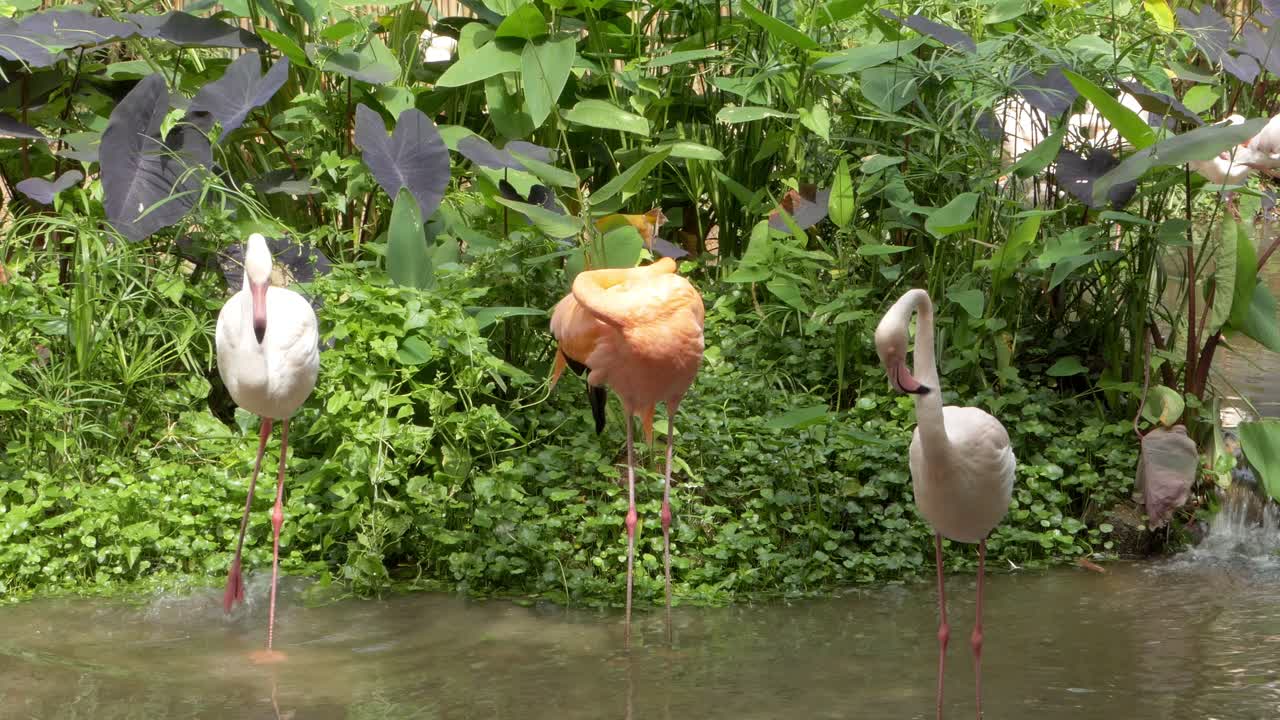 Witness elegant flamingos interacting in their natural wetland environment