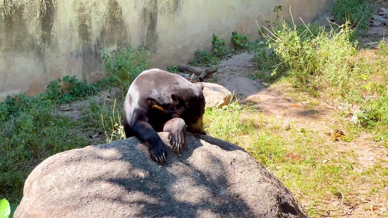 el oso del sol descansando en una roca
