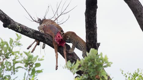 leopard rests while mate feeds on antelope carcass in tree branch