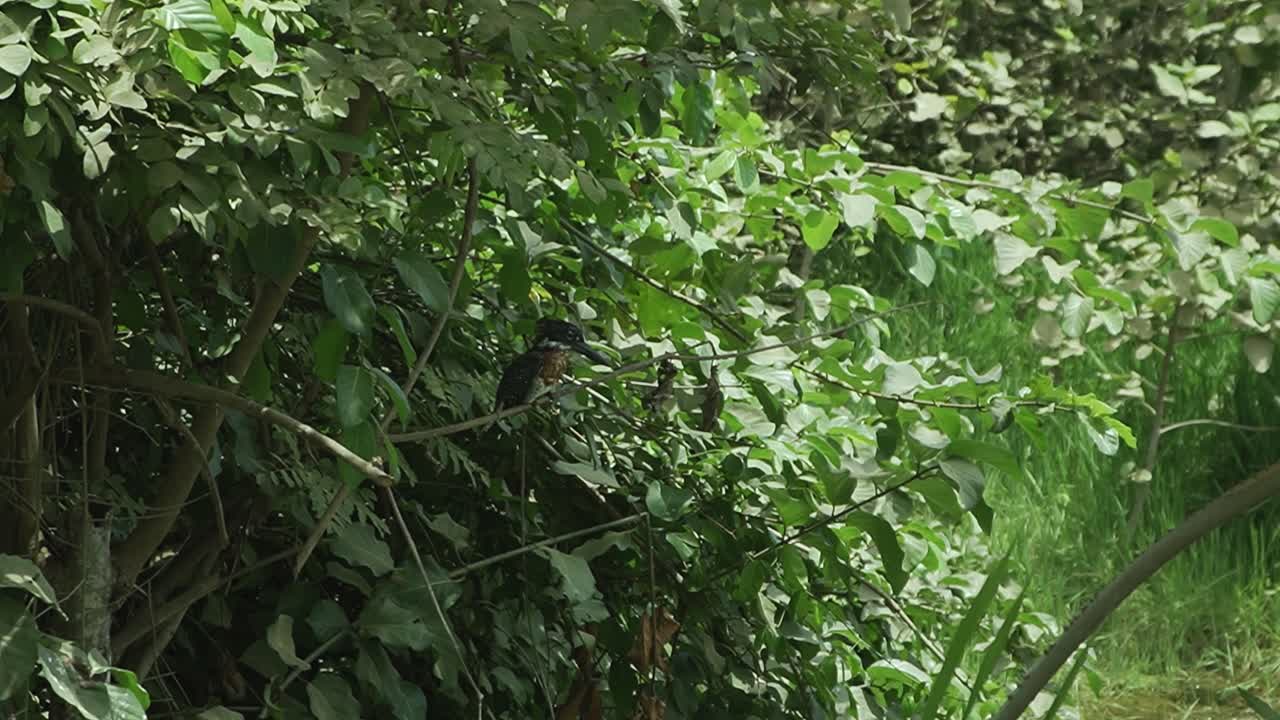 Beautiful blue Kingfisher bird in the forest of The Gambia