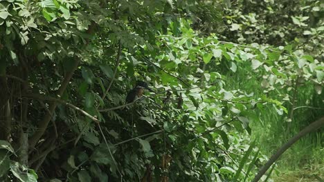 Wunderschöner-Blauer-Eisvogelvogel-Im-Wald-Von-Gambia