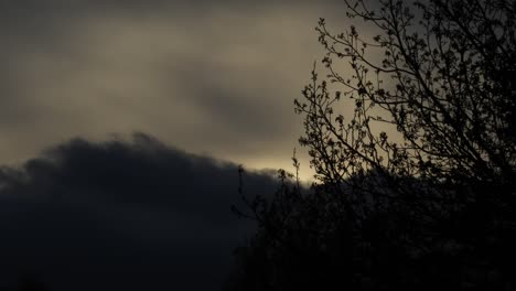 beautiful timelapse of sunset with clouds and tree branches