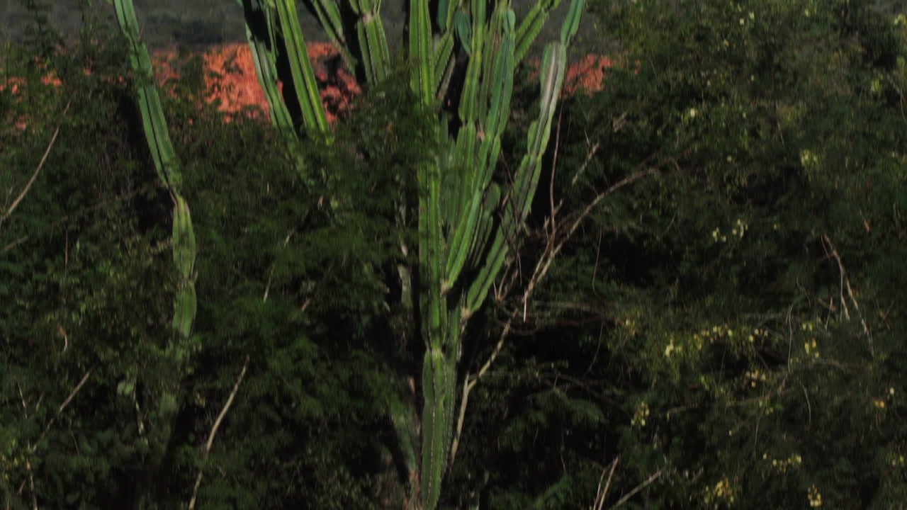 Tilt on mandacaru cactus of desertic region of Brazil