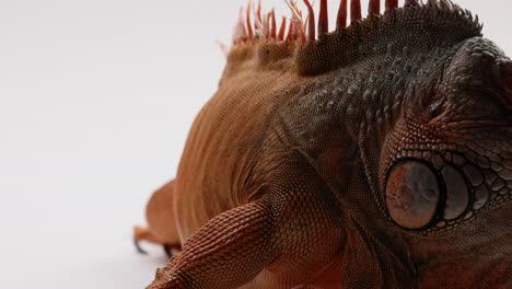 iguana verde aislada sobre fondo blanco - detalle de la foto de perfil lateral de escamas