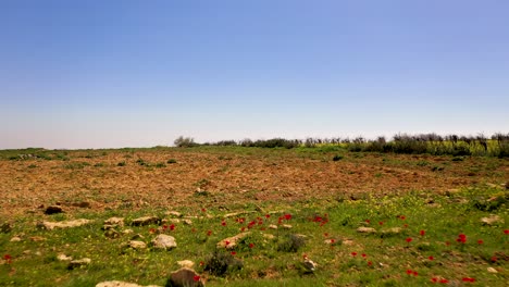 Fly-over-a-beautiful-red-poppy-flowers-grow-in-the-wild,-aerial-shot