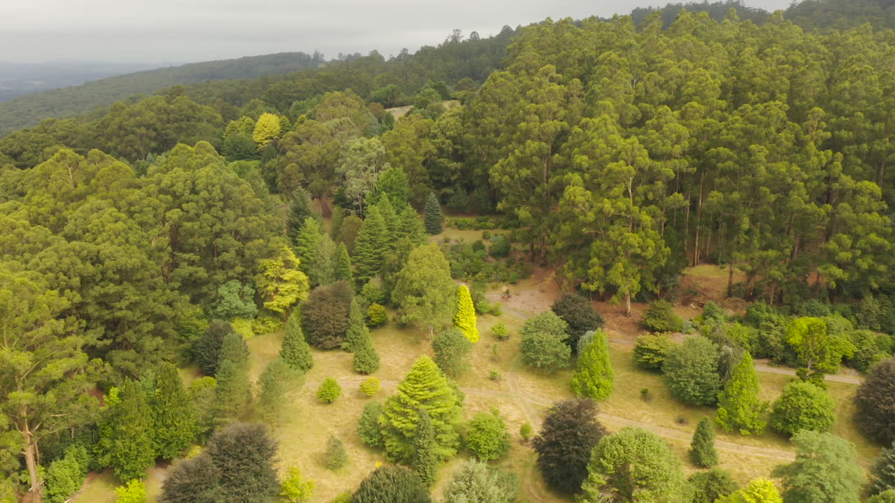 perspectiva de seguimiento aéreo suave del jardín botánico con vegetación diversa que crece a la luz del sol en la ladera