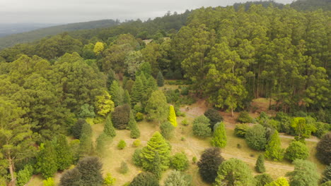 Smooth-aerial-tracking-perspective-of-botanical-garden-with-various-vegetation-growing-in-sunlight-on-hillside