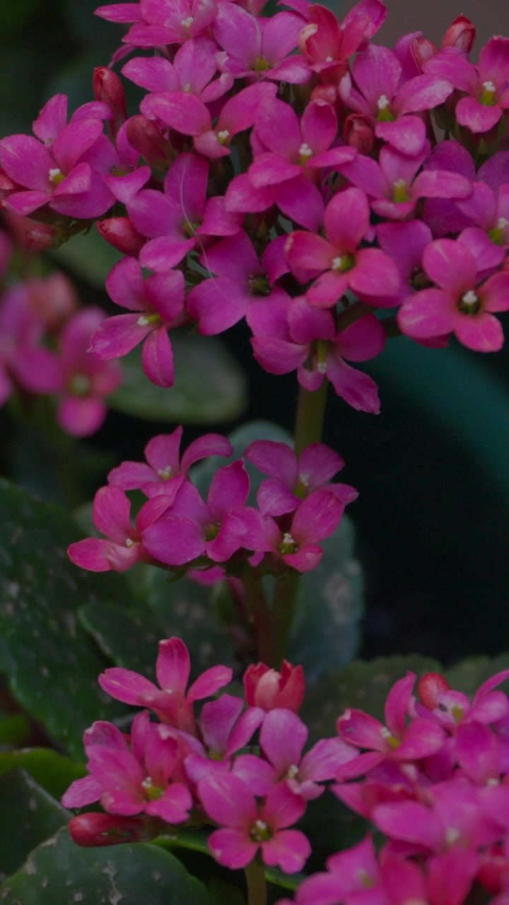 Makro jarak dekat bunga kalanchoe merah muda cerah yang sedang mekar. Kedalaman bidang dangkal, latar belakang dedaunan hijau gelap. Ideal untuk konten alam, berkebun, dan bunga.