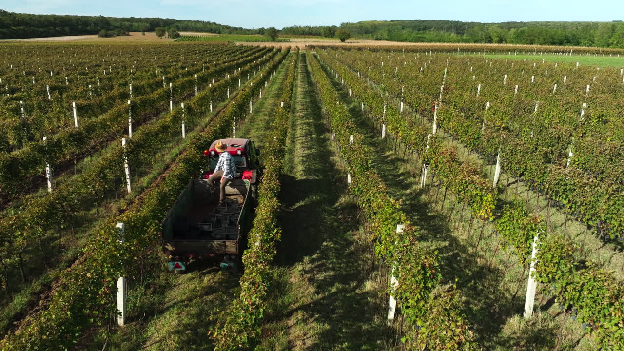 Aerial view of vineyard with tractor harvesting grapes