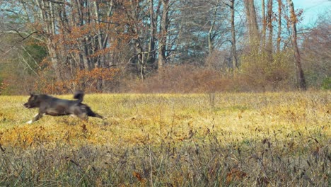 Perro-Corriendo-Tras-La-Pelota-En-El-Campo-De-Ida-Y-Vuelta---Cámara-Lenta