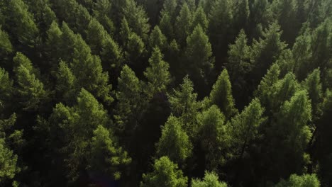 drone view of forest in springtime