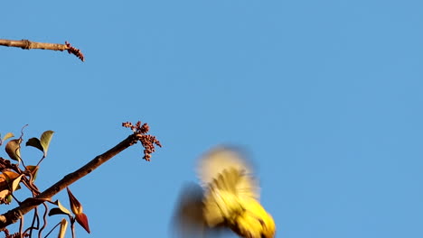 yellow male village weaver ploceus cucullatus perched on tree branch flaps wings