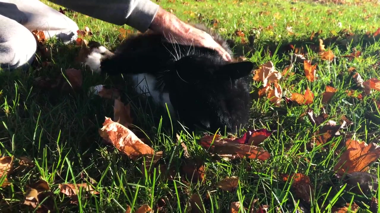 Human pet owner playing with his black and white male cat in the backyard