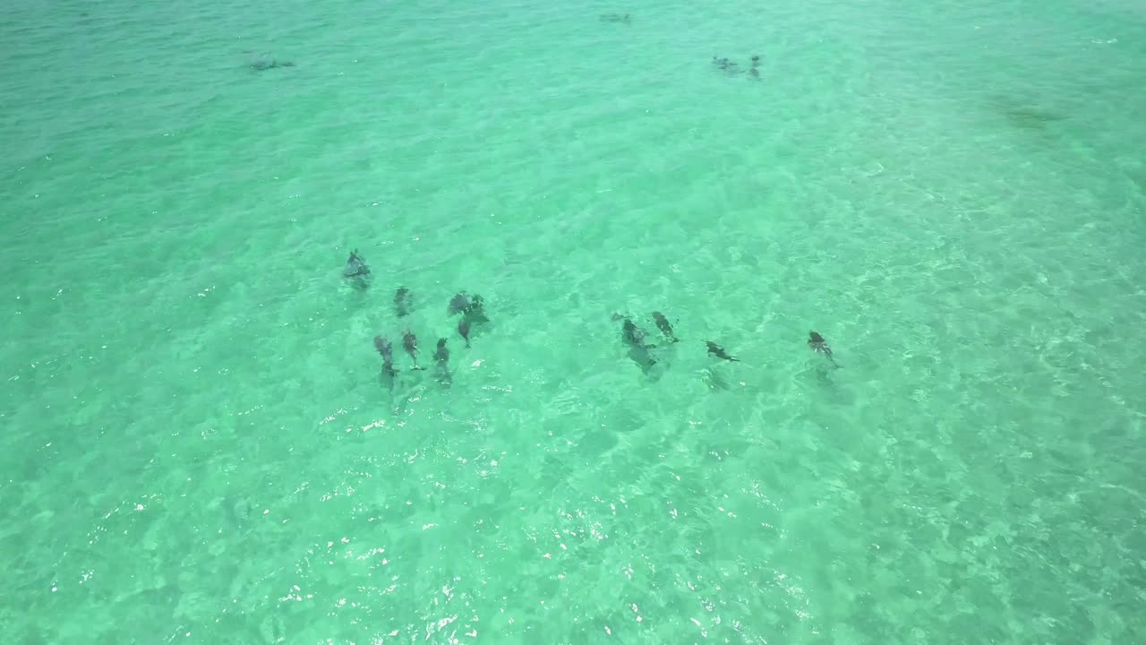 delfines jugando en el agua