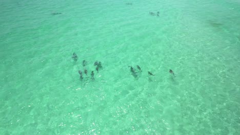 delfines jugando en el agua