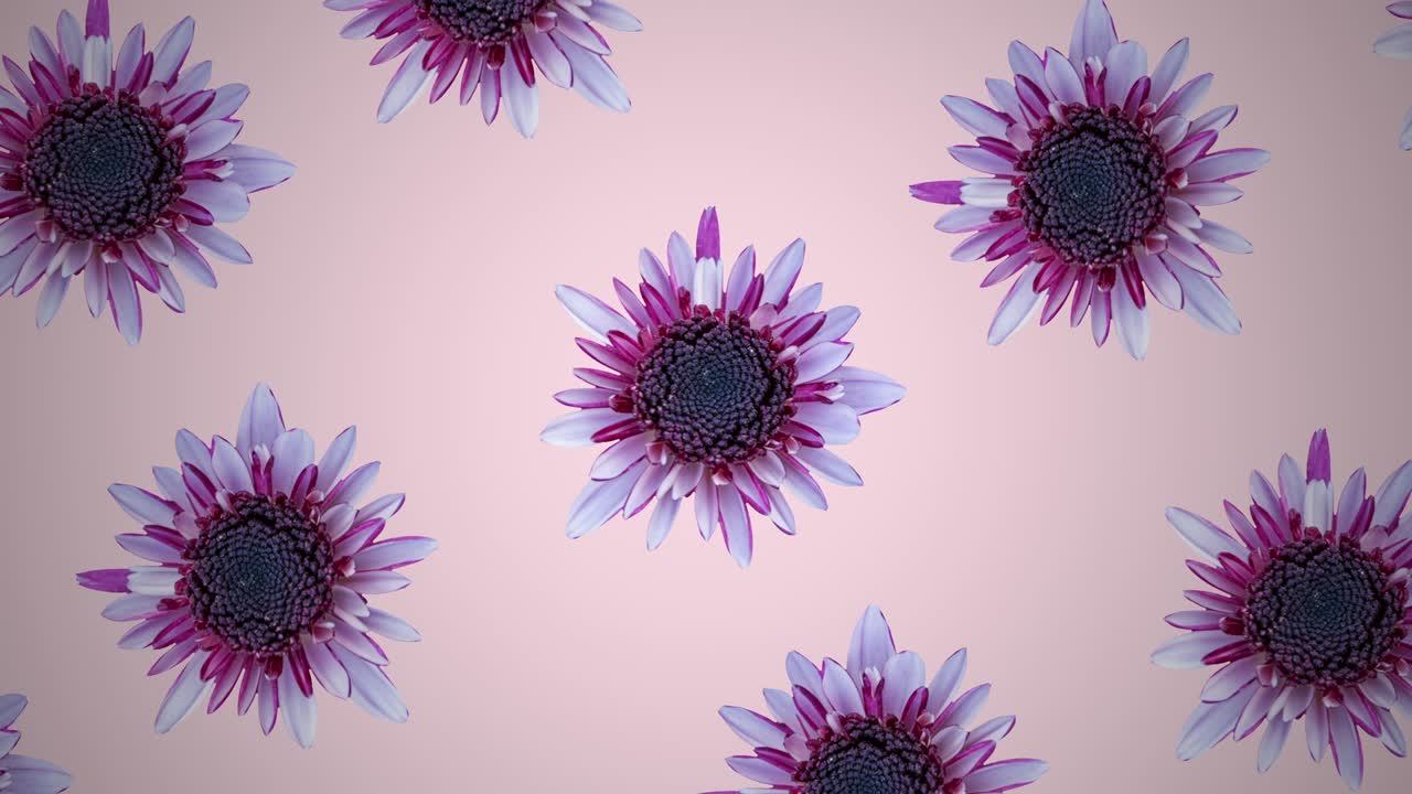 Pink chrysanthemum pattern on a pink pastel background. Minimal motion graphics floral animation