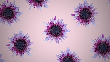 pink chrysanthemum pattern on a pink pastel background. minimal motion graphics floral animation