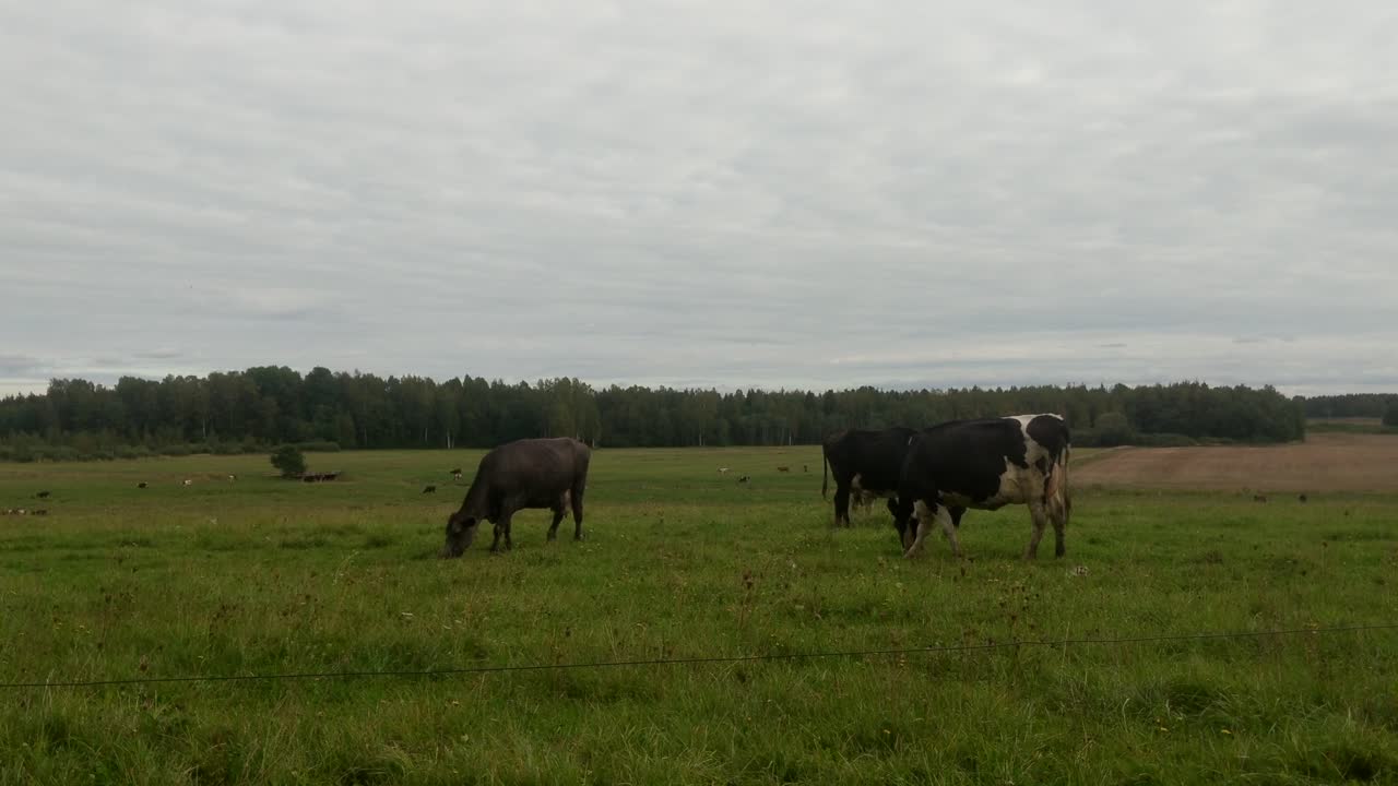 Mucche che pascolano sull'erba verde in un campo nei Paesi Baltici, Lettonia, in una giornata nuvolosa.