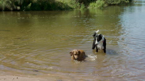 border collie y perro salchicha buscando tesoros en el río