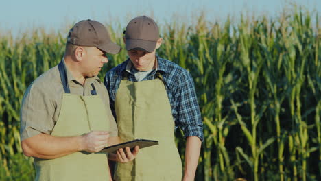 farmer father and son are standing in the background of a cornfield communicate use a tablet family