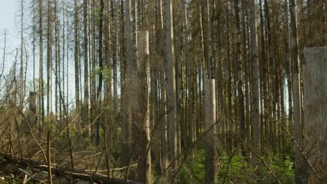 Dead-dry-spruce-trunks-in-damaged-forest-hit-by-bark-beetle-in-Czech-countryside