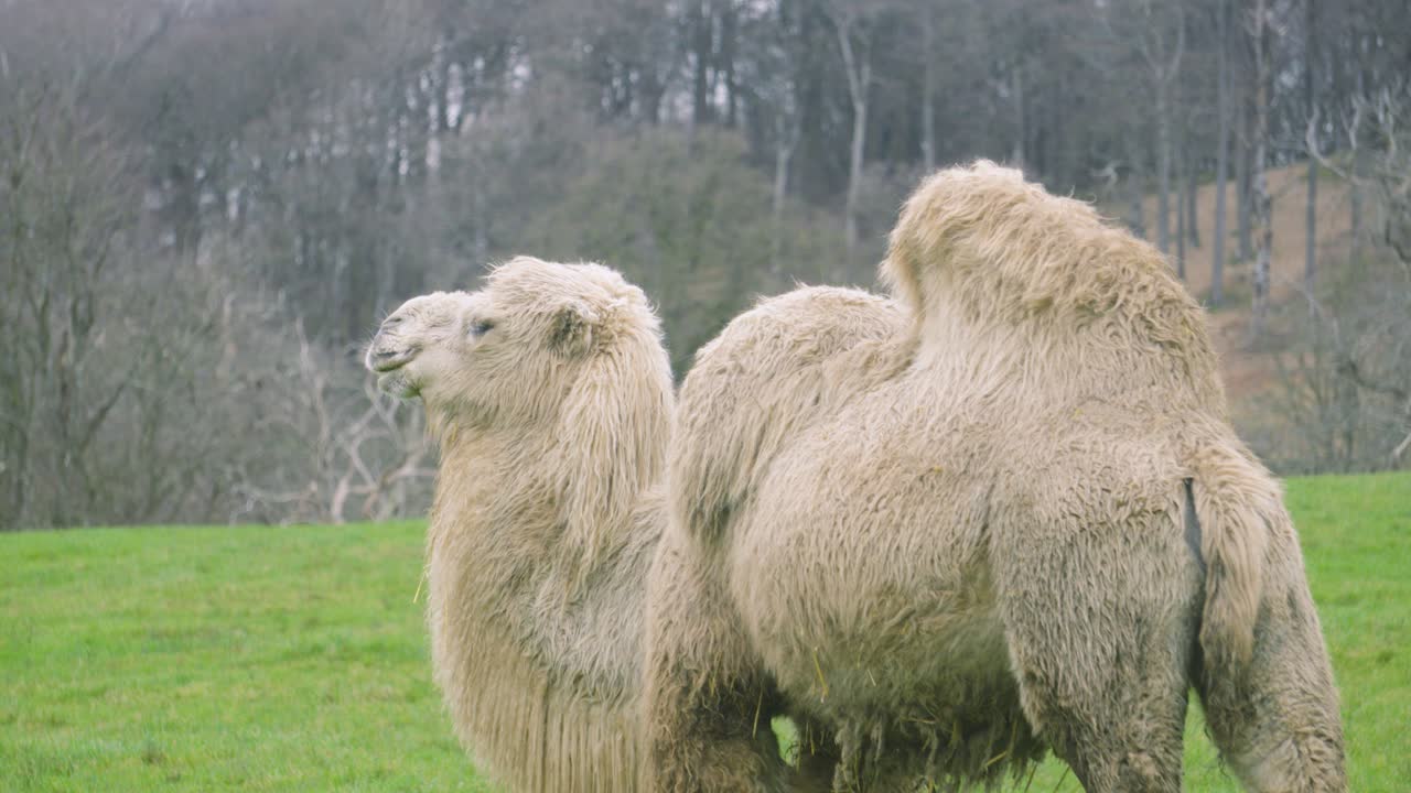 ふかふかの冬毛をまとって外を見ているフタコブラクダのミディアムショット。野生動物の旅行ドキュメンタリーや観光プロモーションに最適。