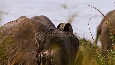 bird perching on head of african savanna elephant at murchison falls national park in uganda. closeup shot