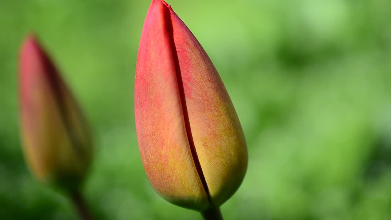 Tulipas na primavera