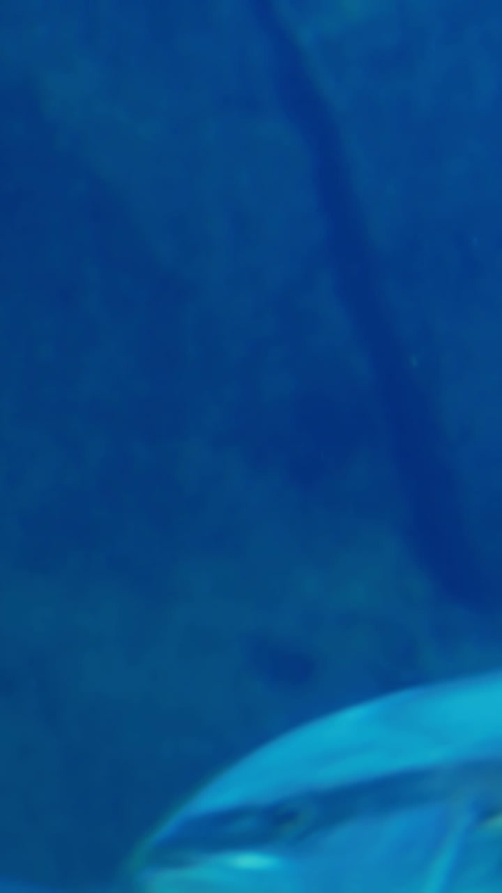 familia feliz mirando el tanque de peces