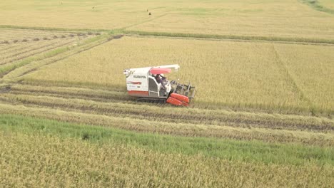 Toma-Aérea-De-Drones-De-Una-Pequeña-Cosechadora-Cosechando-Arroz