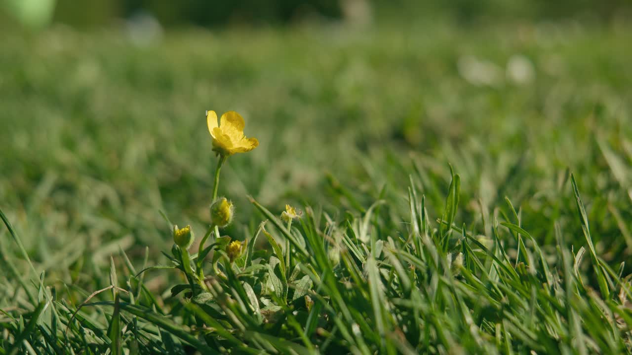 una flor silvestre amarilla solitaria se encuentra en medio de la hierba verde, un faro de la simplicidad de la naturaleza.