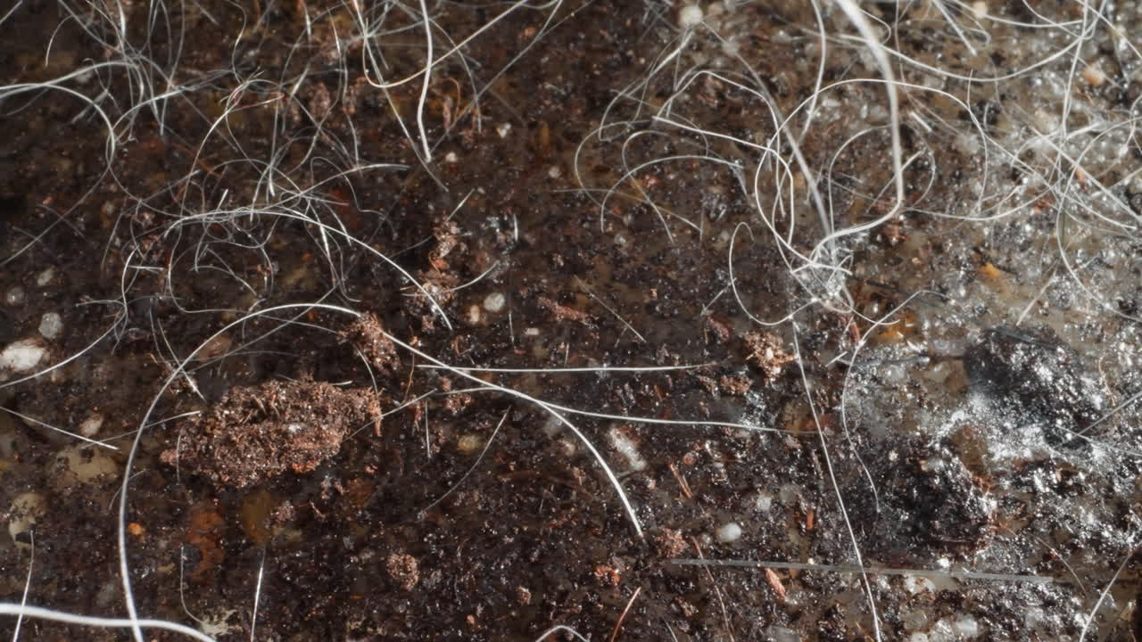 ⁇ 이 는 습한 토양 을  ⁇ 고 있다. 물 근처 에 있는 식물 과 자갈 들