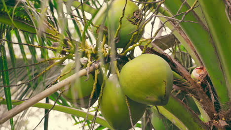 using a hook to harvest coconuts from trees