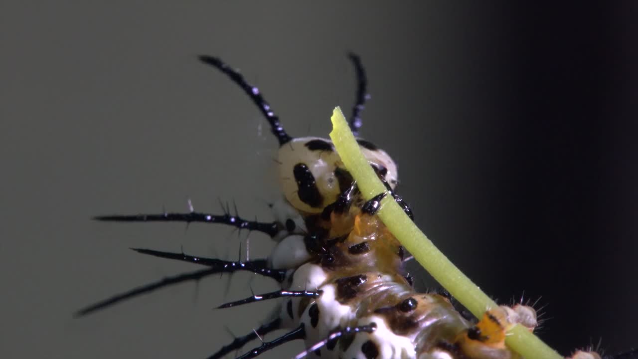 гусеница бабочки зебровой длиннокрылки кормится и ест на ветке 2