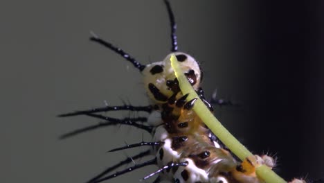 zebra longwing butterfly caterpillar feeds and eats on a branch 2