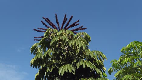 hermosas semillas y flores en la cima de un árbol tropical en el patio trasero de mi madre