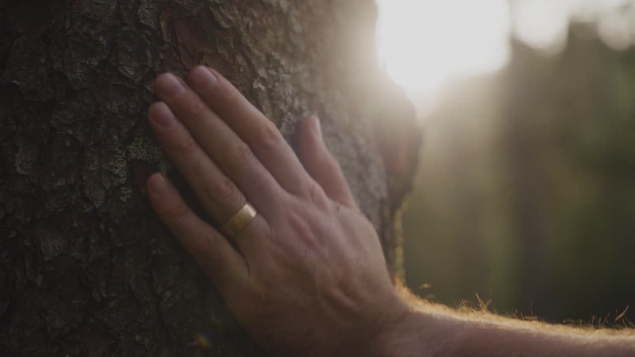Close-up of a forestry worker’s hands touching tree bark with sunlight in the background. Symbol of forest care, sustainable forestry, and connection to nature