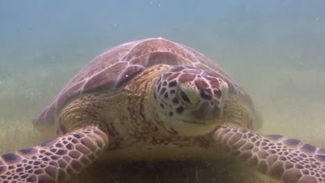 tortuga 40
