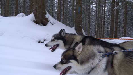 leashed siberian husky dogs eager to run freely on snowy forest trail, tracking side view