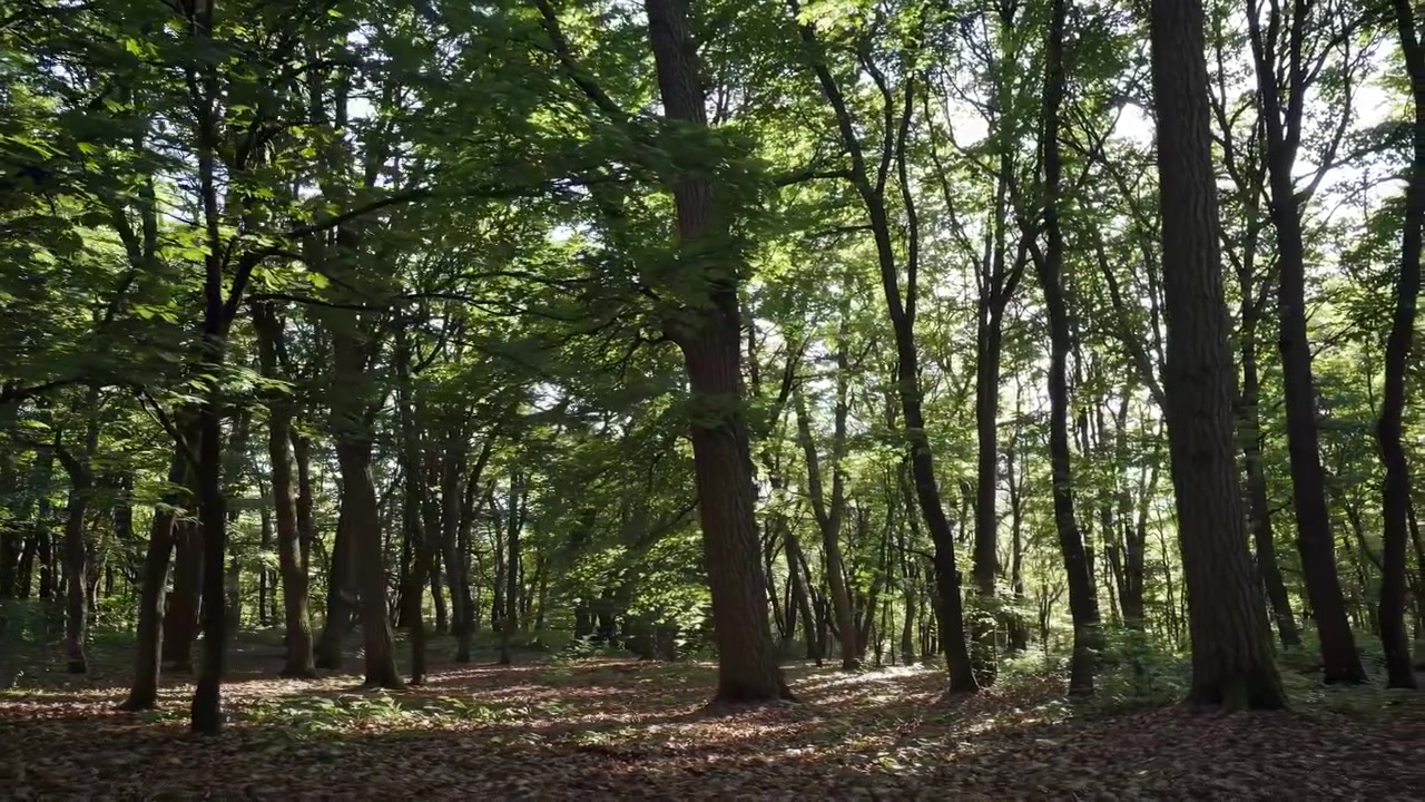 La luce solare filtra attraverso gli alberi in una foresta lussureggiante