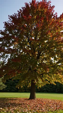 a vibrant autumn tree with red and green leaves, captured from a low angle
