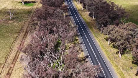 a single car travels along a tree-lined rural road in new south wales, australia, captured by a smoothly moving aerial drone in bright daylight