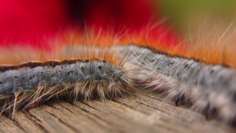 primer plano macro extremo y cámara lenta extrema de una oruga de carpa occidental que pasa frente a otra polilla de oruga y deja el marco